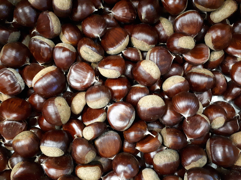 Raw in-shell chestnuts with glossy brown shells, illustrative close-up - Image 2